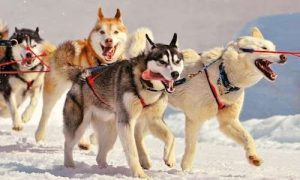 Holiday Finland with dog sledging