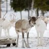 Reindeer ride in Rovaniemi Lapland